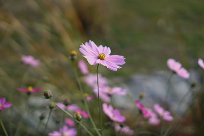 Close-up of pink cosmos flower on field