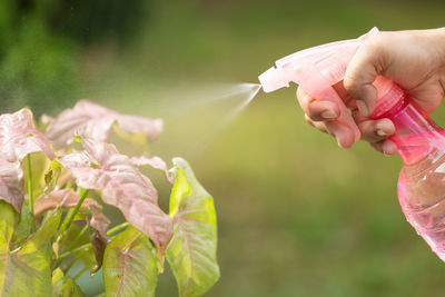 Cropped hand of woman holding flower