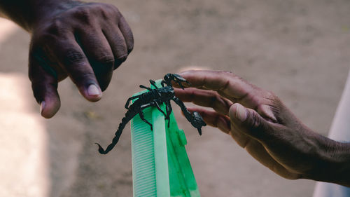 Close-up of hand holding insect