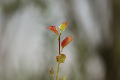 Close-up of orange flowering plant