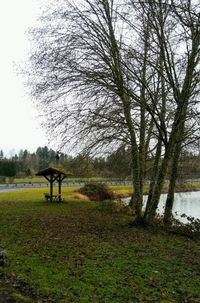 Trees on field in park against sky