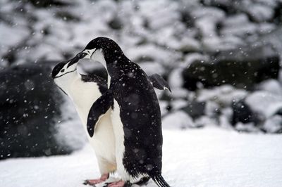 Close-up of chinstrap penguins during winter