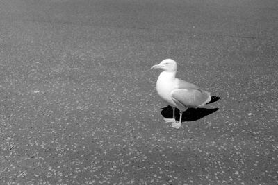 High angle view of seagull perching on sea shore