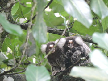 Low angle view of tamarin monkeys on tree