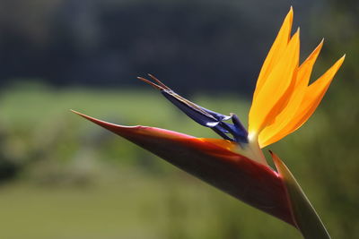 Close-up of red flower