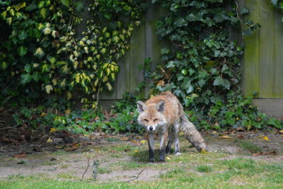 Portrait of fox on field