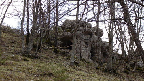 Low angle view of trees in forest