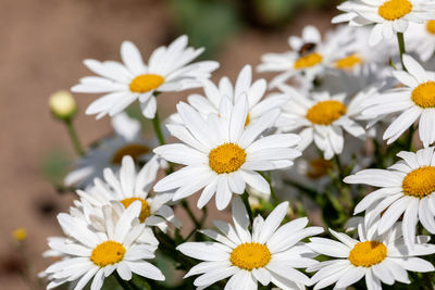 Close-up of white daisy flowers