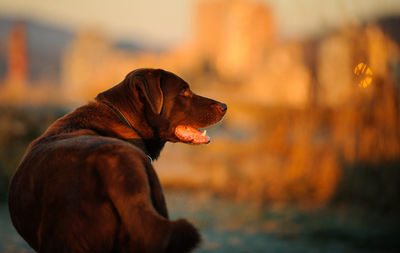 Chocolate labrador resting on field during sunset