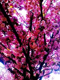 Low angle view of cherry blossom tree