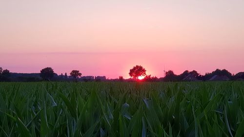 Crops growing on field against sky during sunset