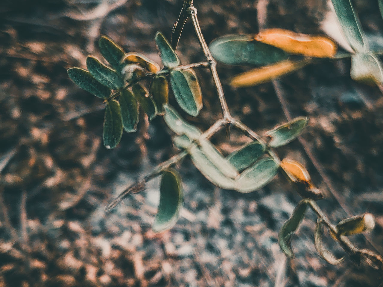 CLOSE-UP OF PLANT LEAVES