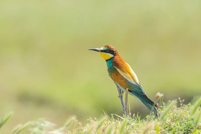 Close-up of bird perching on plant