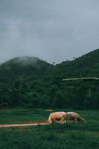 Sheep grazing in a field