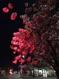 Low angle view of trees against sky at night