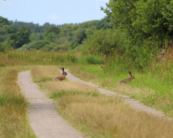 Deer on grassy field