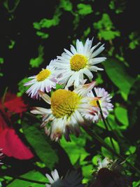 Close-up of white flowering plant