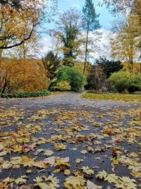 Autumn leaves floating on water