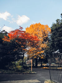 Autumn trees against sky