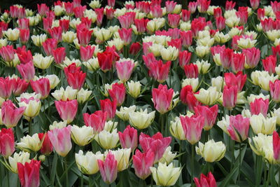 Full frame shot of pink tulips