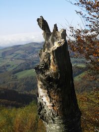 Close-up of tree trunk against clear sky