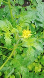 Full frame shot of yellow flowers