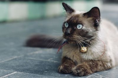 pet