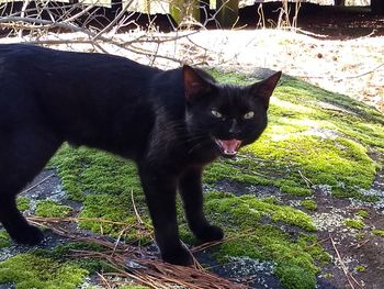 Portrait of black cat on grass