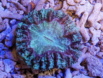 Full frame shot of a rock, coral reef, soft coral