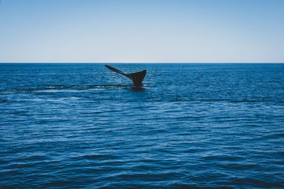 Whale tail in sea against clear sky