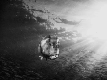 Close-up of fish swimming in water