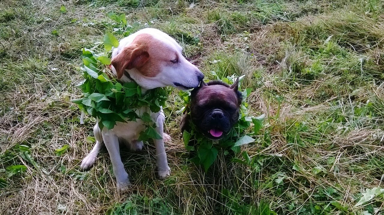 CLOSE-UP OF DOG WITH GRASS