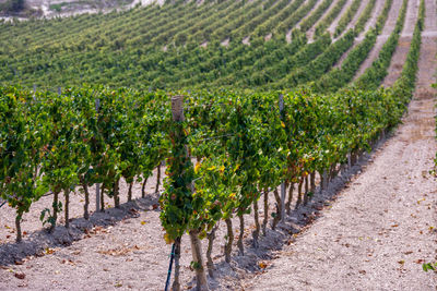 View of vineyard against clear sky