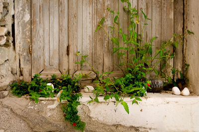 Plants against wall