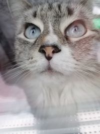 Close-up portrait of a cat