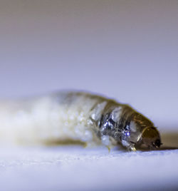 Close-up of insect on white background