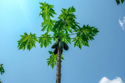 Low angle view of palm tree against clear blue sky