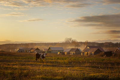 Horses in a field