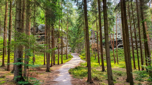 Footpath amidst trees in forest