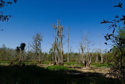Trees on field against clear blue sky