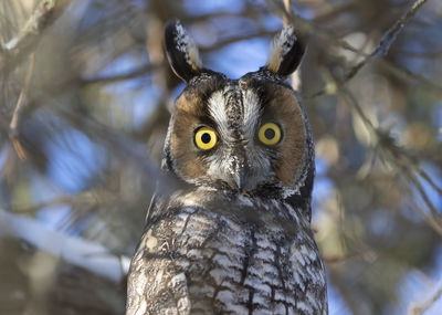 Close-up portrait of owl outdoors