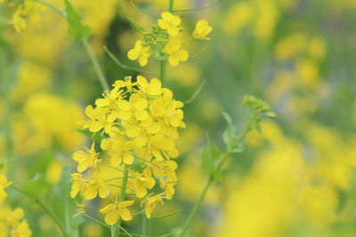 rapeseed