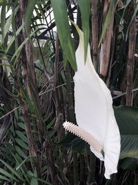 Close-up of white flowering plants on land