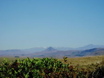 Scenic view of field against clear blue sky