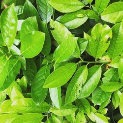 Close-up of green leaves