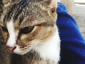 Close-up of a cat