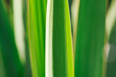 Close-up of green plant