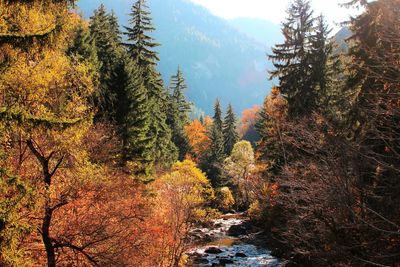 Trees in forest during autumn
