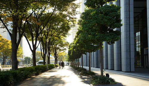 Trees on a city street on a sunny day