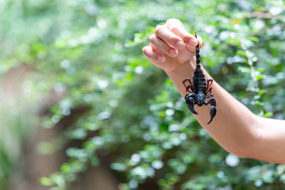 Close-up of hand holding flower